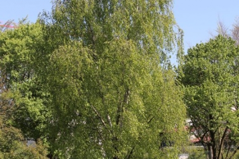 17-08-12_bolzplatz01