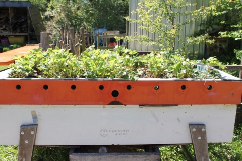 17-08-12_garten03